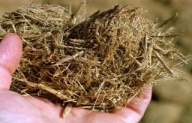 bagasse bagasse